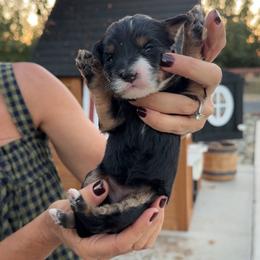 Bonnie - Tri-color female Bernedoodle puppy in Yuba City, California from Ranch House Doodles