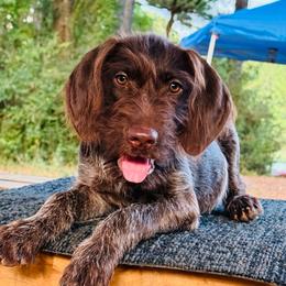 Buck - Chestnut and gray male Wirehaired Pointing Griffon puppy in Shelbyville, Texas from AndersonK9Kennels Bayou Beards