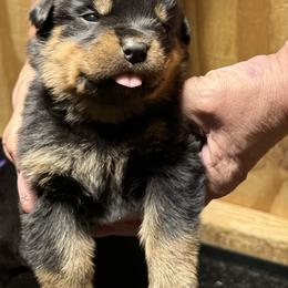 Boy 3 - Black and mahogany male Rottweiler puppy in Cartersville, Virginia from Vom Heldenhaft Rottweilers