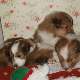 Shetland Sheepdogs from Oyez Shetland Sheepdogs
