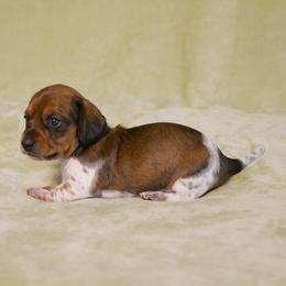 Dina - Piebald female Dachshund puppy in Meridian, Idaho from Lucy’s Dachshund Home