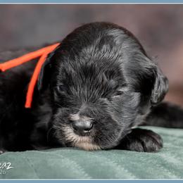 Sharp - Black and white male Bernedoodle puppy in Connersville, Indiana from Deaz Doodle Ranch