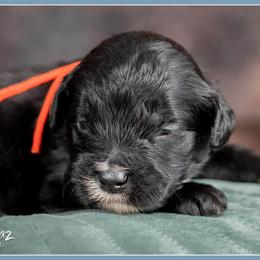 Sharp - Black and white male Bernedoodle puppy in Connersville, Indiana from Deaz Doodle Ranch