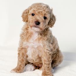 Michelle - Cream female Goldendoodle puppy in Slc, Utah from Timp Doodles