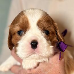 Axel  (purple ribbon) - Blenheim male Cavalier King Charles Spaniel puppy in Albany, Georgia from Legend Cavaliers