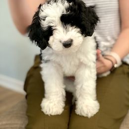 Aussiedoodle Puppies from Ever After Mini Doodles