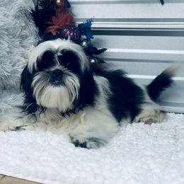 SB Ron Ron - Black and white male Shih Tzu puppy in Elgin, South Carolina from Silver Bells Paw Prints