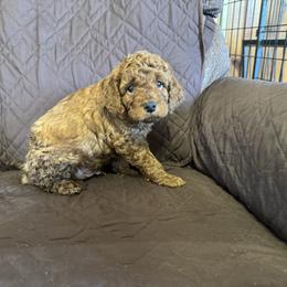 Ellis - Red male Cockapoo puppy in Sheridan, Missouri from Shepherdsfold’s Cockapoos