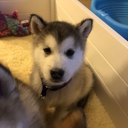 Alaskan Malamute Puppies from Sigma Alaskan Malamutes