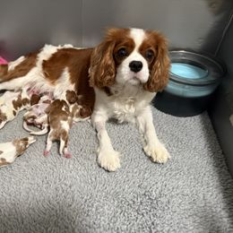 Cavalier King Charles Spaniel puppies from Farmhouse Cavaliers NC