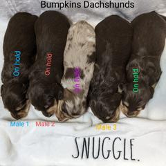 Dachshund Puppies from Bumpkins Dachshunds