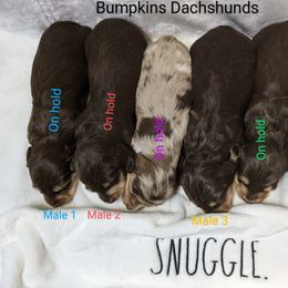 Dachshund Puppies from Bumpkins Dachshunds