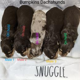 Dachshund Puppies from Bumpkins Dachshunds