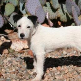 Riot - Jack Russell Terrier