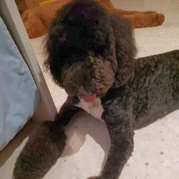 Goldendoodles from Ellie is a mama!