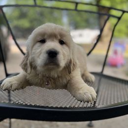 Golden Retriever Puppies from Renko Kennel