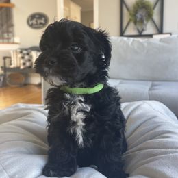 Yorkipoo Puppies from Bossman Yorkipoos