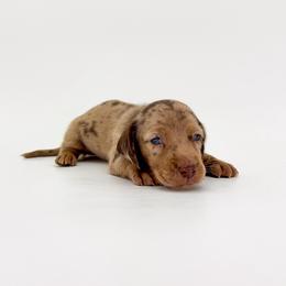Beans - Dapple male Dachshund puppy in Waddell, Arizona from Neu Doxies