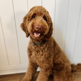Axel - Goldendoodle