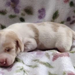 Dachshunds from smithsminiaturedachshunds