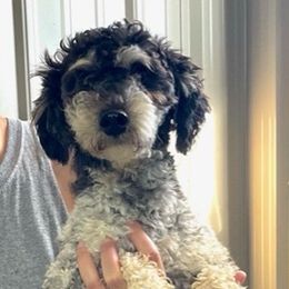 Benny - Bernedoodle
