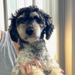 Benny - Bernedoodle