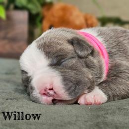 2nd pick reserved - Blue brindle female American Bully puppy in Mobile, Alabama from Laser Elite Bullies