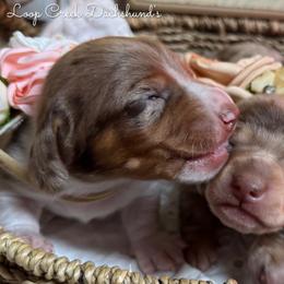 Jovie - Dapple female Dachshund puppy in Fayetteville, West Virginia from Loop Creek Dachshunds