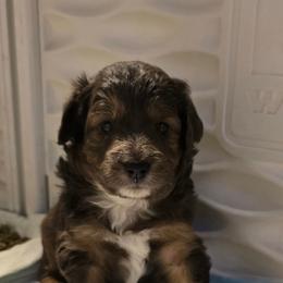 Bolt - Brown merle male Aussiedoodle puppy in Redding, California from House Merrills Minis and Doodles