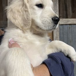 Goldendoodle and Golden Retriever Puppies from Angelic Goldens