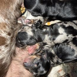 Beau - Dapple male Dachshund puppy in Westport, Kentucky from Lonestar Creek Farm