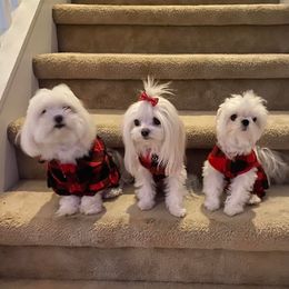 Maltese from Sonia's Maltese