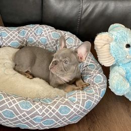 French Bulldog Puppies from Frenchie Paws
