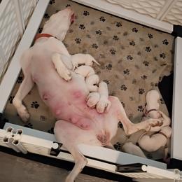 Girl 5 - White female Dogo Argentino puppy in Hammond, Louisiana from Bestiarius Kennels