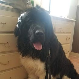 Amos - Newfoundland