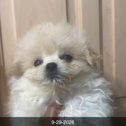 Kanto 4500 - White male Maltipoo puppy in Long Island, New York from Minipaws kennel