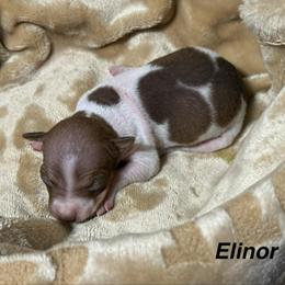 Elinor - White and chocolate female American Hairless Terrier puppy in Buckingham, Illinois from Gaus Hof