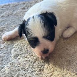 Laken's Tri colored girl - White black and tan female Papillon puppy in Shirley, Arkansas from Lucky Pups