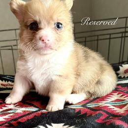 American Corgi Puppies from 5H Corgis