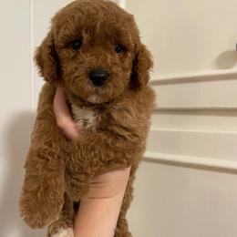 Two Step (Our Lone Star State litter) - Red  female Goldendoodle puppy in Hopkins County, Texas from Boutique Doodles