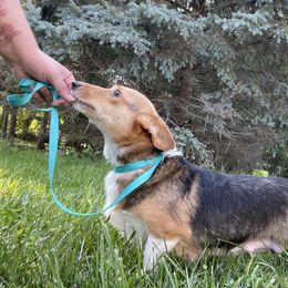 Athena - Pembroke Welsh Corgi