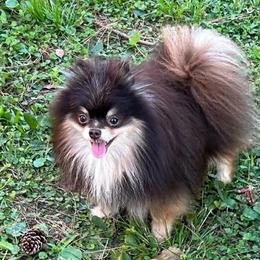 Scout - Pomeranian