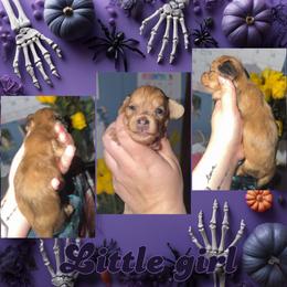 Little girl - Dapple female Dachshund puppy in Terre Haute, Indiana from King Duke Dachshunds