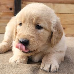 Kelly - Dark golden female Golden Retriever puppy in Orland, California from Elliott's Elite Puppies