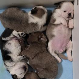 Pug puppies from Royal House of Pugs