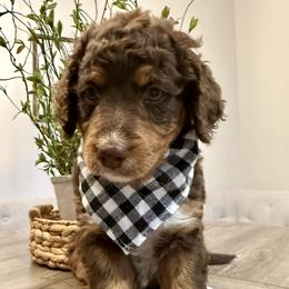 Dolly Parton - Tri-color female Bernedoodle puppy in Draper, Utah from Salt City Farm