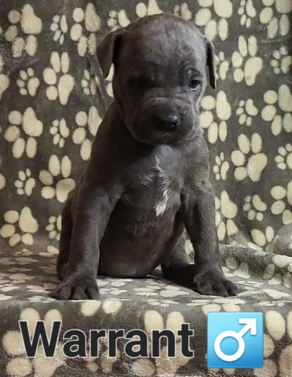 WARRANT - BLACK - Gray Cane Corso puppy in Kimball, Michigan from Sicario Cane Corso
