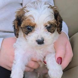 Snickers - Sable male Cavapoo puppy in Blackfoot, Idaho from Rocky Desert Goldens and Cavaliers