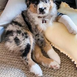 Australian Shepherd Puppies from Janovsky Australian Shepherds