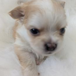 Romeo - Sable spotted white male Chihuahua puppy in Palm Coast, Florida from Pampered Chihuahuas